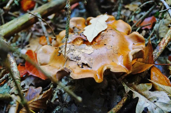 Champignon Avec Chapeau Beige Brun Jambe Blanche Dans Forêt Feuilles — Photo