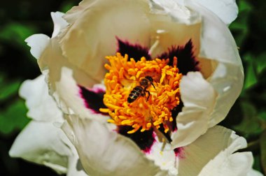 Narin beyaz yaprakları olan şakayık çiçekleri ve güneşli bir bahar gününde yeşil yapraklı çalıların üzerinde leylak sarısı bir merkez.