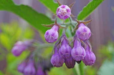 Küçük mor çiçekli tarla bitkisi ve çayırda yeşil yapraklı bir dalda narin yapraklar.