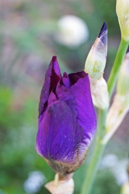 İris çiçekleri ve tomurcukları narin mor ve beyaz taç yaprakları ve yeşil yapraklı bir çiçek tarhında sarı bir merkez.