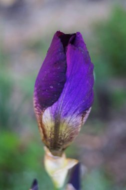 İris çiçekleri ve tomurcukları narin mor ve beyaz taç yaprakları ve yeşil yapraklı bir çiçek tarhında sarı bir merkez.