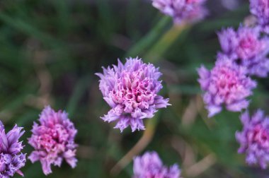 Küçük mor çiçekli tarla bitkisi ve çayırda yeşil yapraklı bir dalda narin yapraklar.