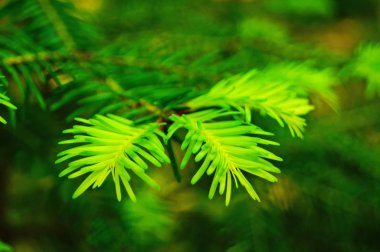 Baharın güneşli bir gününde ağaçta ince yeşil iğneler olan Noel ağacı dalı.