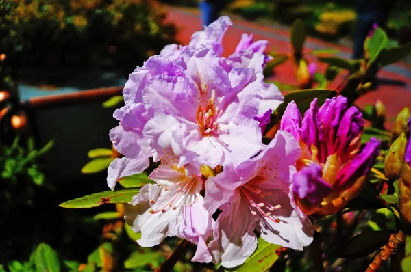 Rhododendron çiçekleri ve tomurcukları yeşil yapraklı bir dalın üzerinde narin pembe yapraklar