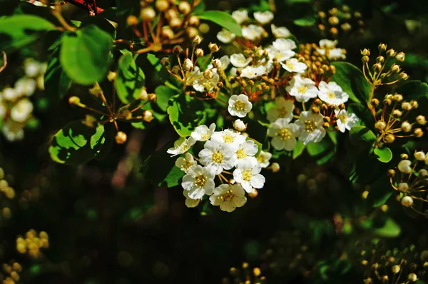 Hawthorn Branch Delicate White Inflorescences Green Leaves Spring Day — ストック写真