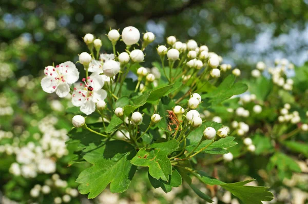 Ветка Боярышника Нежными Белыми Соцветиями Зелеными Листьями Весенний День — стоковое фото