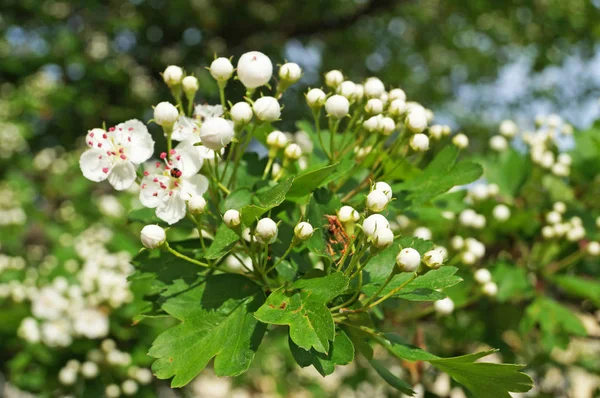 Rama Espino Con Delicadas Inflorescencias Blancas Hojas Verdes Día Primavera — Foto de Stock