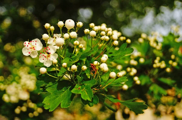 Rama Espino Con Delicadas Inflorescencias Blancas Hojas Verdes Día Primavera — Foto de Stock