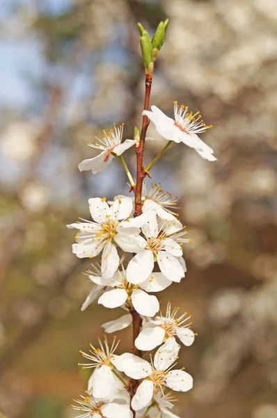 Rama Cerezo Con Flores Con Delicados Pétalos Blancos Sobre Fondo — Foto de Stock