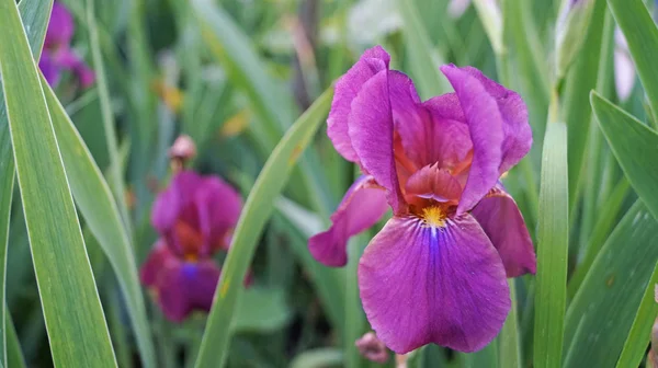Iris Flowers Buds Delicate Purple White Petals Yellow Center Flowerbed — Stock Photo, Image