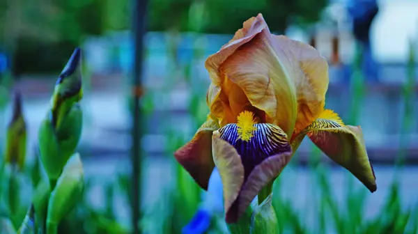 Flores Íris Botões Com Delicadas Pétalas Roxas Brancas Centro Amarelo — Fotografia de Stock