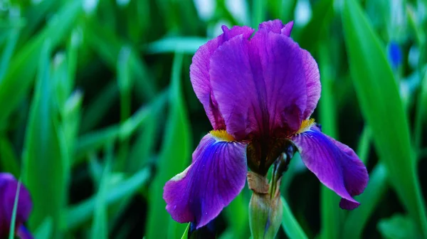 Irisblüten Und Knospen Mit Zarten Lila Und Weißen Blütenblättern Und — Stockfoto