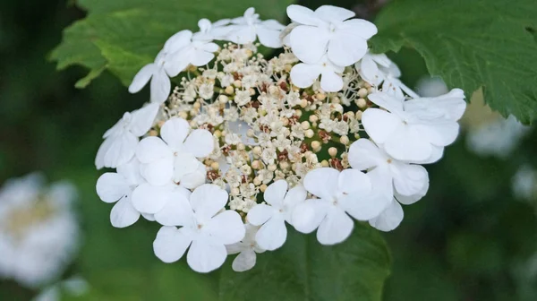 Viburnum Finom Fehér Virágokkal Zöld Levelekkel Egy Bokorban Egy Tavaszi — Stock Fotó
