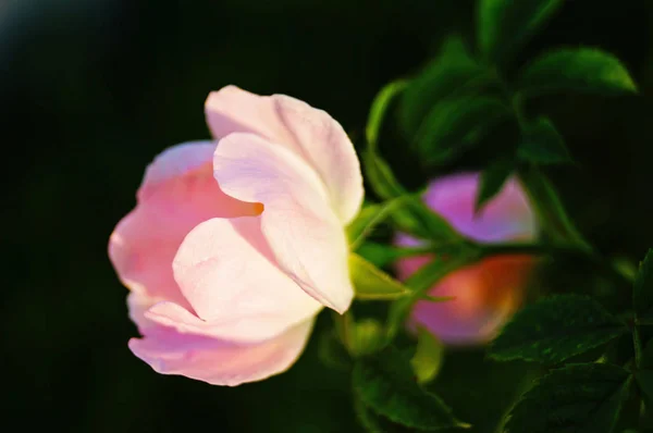 Kwiat Róży Delikatnymi Różowymi Płatkami Gałęzi Zielonymi Liśćmi — Zdjęcie stockowe