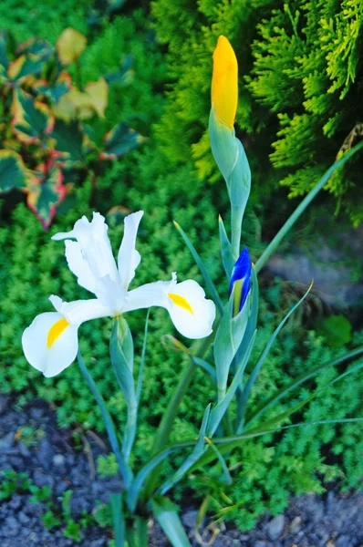 Iris Fleurs Bourgeons Aux Délicats Pétales Violets Blancs Centre Jaune — Photo