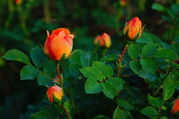 Blommor Och Rosenknoppar Med Fina Rosa Kronblad Gren Med Gröna — Stockfoto