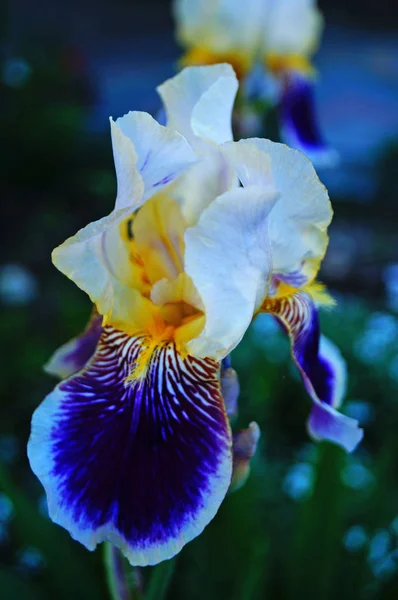 Iris Flowers Buds Delicate Purple White Petals Yellow Center Flowerbed — Stock Photo, Image