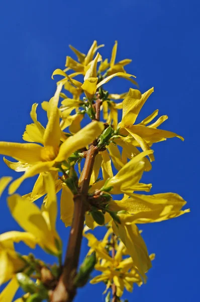 Rama Forsythia Con Delicadas Flores Amarillas Sobre Fondo Cielo Azul —  Fotos de Stock