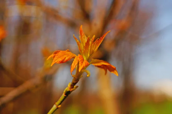 在春天的日子里 枫树枝叶在蓝天的背景上长着红绿的小叶 — 图库照片