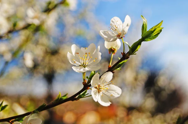 Rama Cerezo Con Flores Con Delicados Pétalos Blancos Sobre Fondo — Foto de Stock