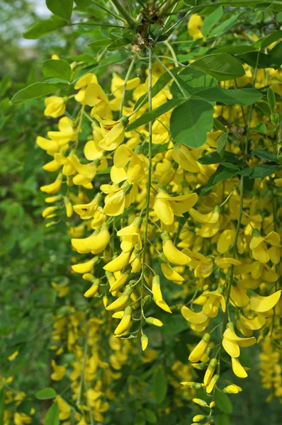 Σακούλες Από Λουλούδια Wisteria Κίτρινα Πέταλα Κλαδί Πράσινα Φύλλα Καλοκαιρινή — Φωτογραφία Αρχείου