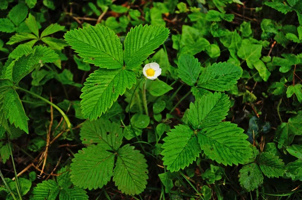 Yeşil Yapraklı Çilek Çalısı Beyaz Yapraklı Bir Çiçek Çayırda Sarı — Stok fotoğraf