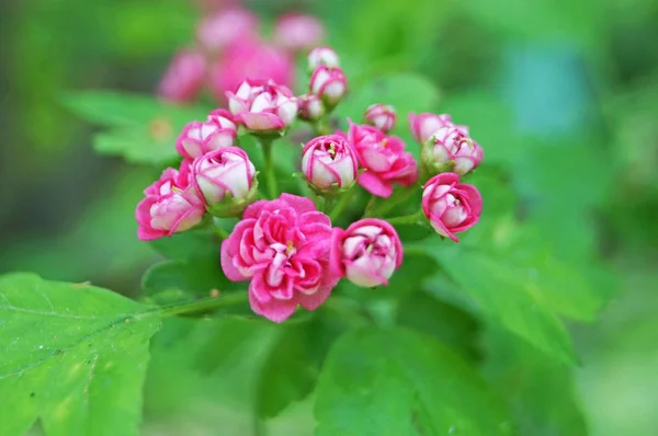 Branch Hawthorn Flowers Pink Petals Green Leaves Spring Day — Stock Photo, Image