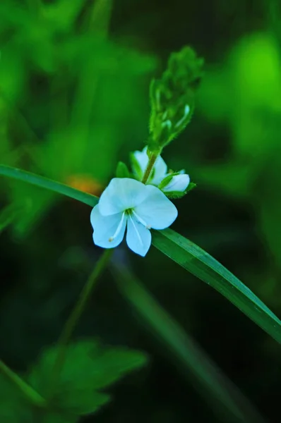 Fleur Sauvage Aux Délicats Pétales Bleus Sur Tige Aux Feuilles — Photo