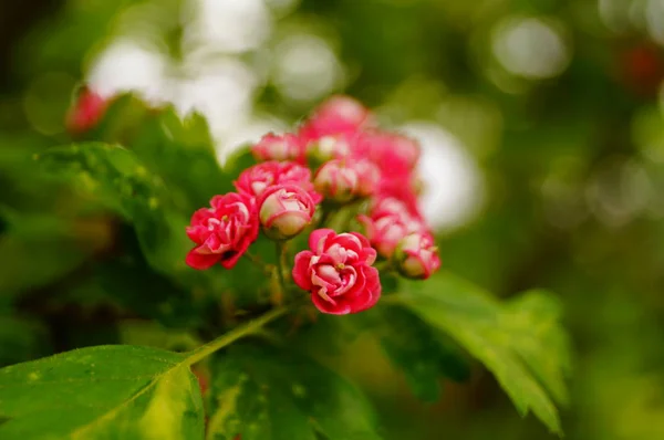Una Rama Espino Con Flores Con Pétalos Rosados Hojas Verdes — Foto de Stock