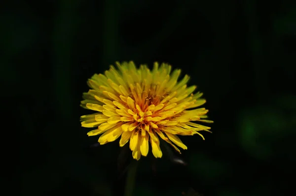 緑の草原の茎に繊細な薄黄色の花弁を持つタンポポの花 — ストック写真