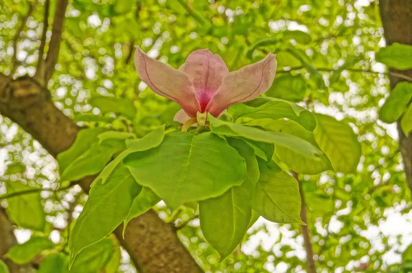 Kwiat Magnolii Delikatnymi Różowymi Płatkami Gałęzi Zielonymi Liśćmi Słoneczny Wiosenny — Zdjęcie stockowe
