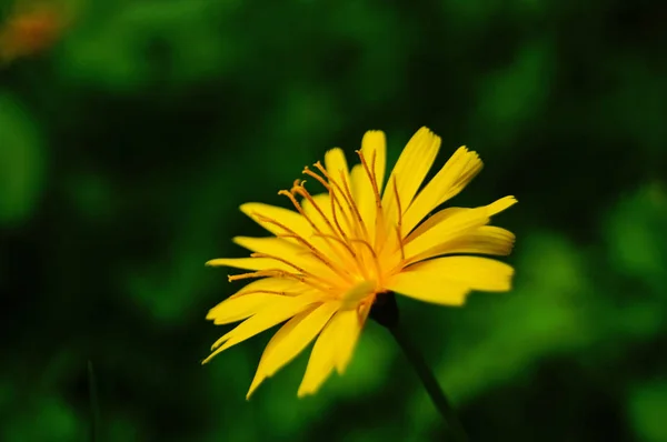 Квітка Кульбаби Ніжними Тонкими Жовтими Пелюстками Стеблі Зеленому Лузі — стокове фото
