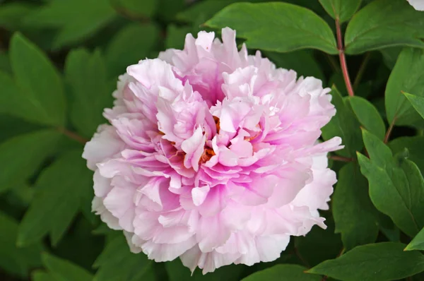 Pion Blomma Med Delikata Rosa Kronblad Och Gul Mitt Gren — Stockfoto
