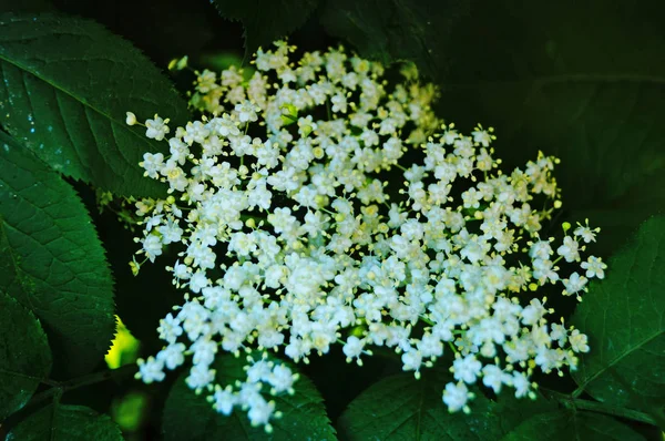 Blommande Fläder Gren Med Fina Vita Blommor Och Gröna Blad — Stockfoto
