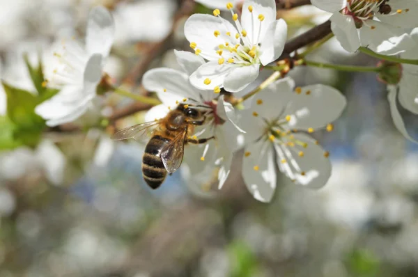 Branche Cerisier Avec Des Fleurs Aux Délicats Pétales Blancs Sur Image En Vente