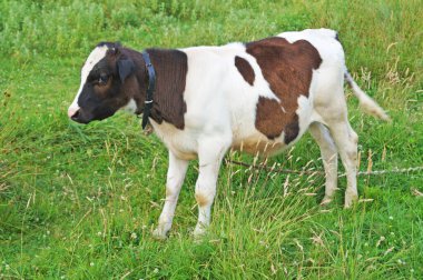 Siyah beyaz kürklü bir buzağı, yaz günü yeşil otlarla dolu bir düzlükte otlar.