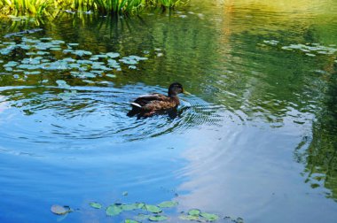 Kahverengi, beyaz ve siyah tüylü bir ördek güneşli bir yaz gününde bir gölde oturur.