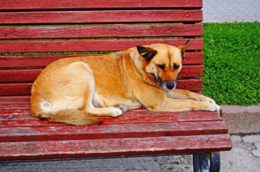 Kırmızı kürklü köpek güneşli bir bahar gününde parkta bir bankta uzanıyor.