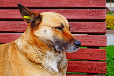 Kırmızı kürklü köpek güneşli bir bahar gününde parkta bir bankta uzanıyor.