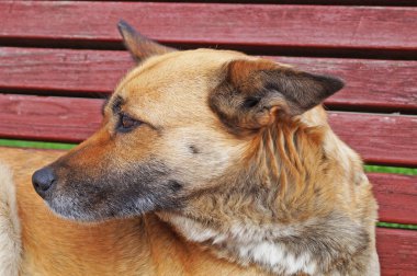 Kırmızı kürklü köpek güneşli bir bahar gününde parkta bir bankta uzanıyor.