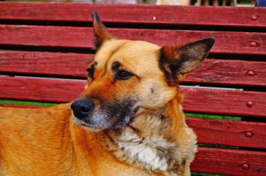 Kırmızı kürklü köpek güneşli bir bahar gününde parkta bir bankta uzanıyor.
