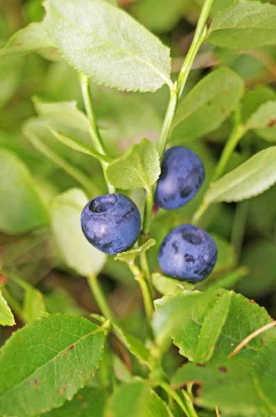 Blaubeerzweig Mit Saftigen Dunkelblauen Beeren Und Grünen Blättern Auf Einer — Stockfoto