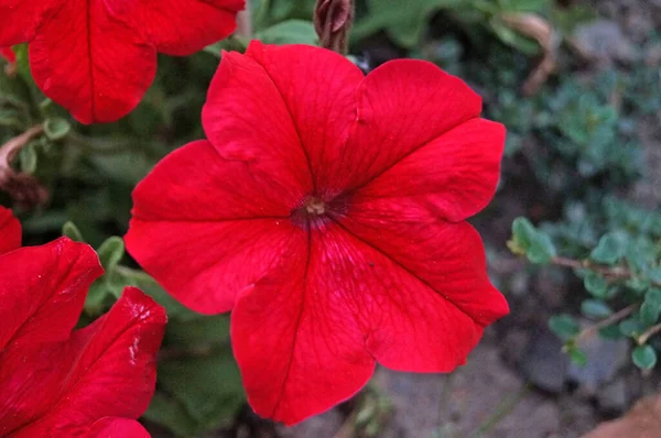 Flores Petunia Con Delicados Pétalos Rojos Blancos Morados Arbustos Con — Foto de Stock