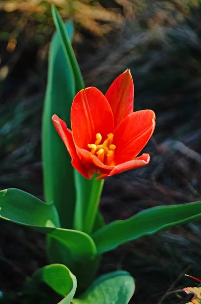 Flor Tulipán Brote Con Delicados Pétalos Rojos Amarillos Sobre Tallo — Foto de Stock