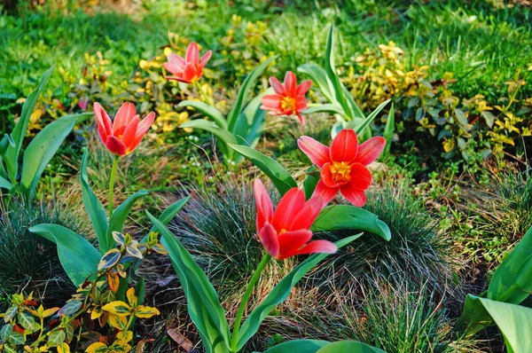 Λουλούδι Και Μπουμπούκι Τουλίπας Λεπτά Κόκκινα Και Κίτρινα Πέταλα Ένα — Φωτογραφία Αρχείου