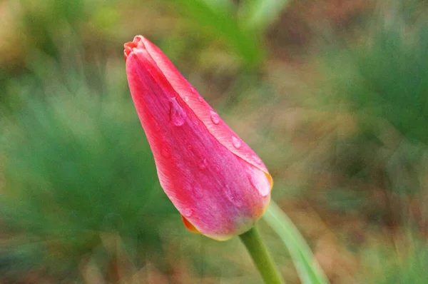 Tulpe Mit Zartrosa Blütenblättern Auf Einem Grünen Stiel Frühlingsbeet — Stockfoto