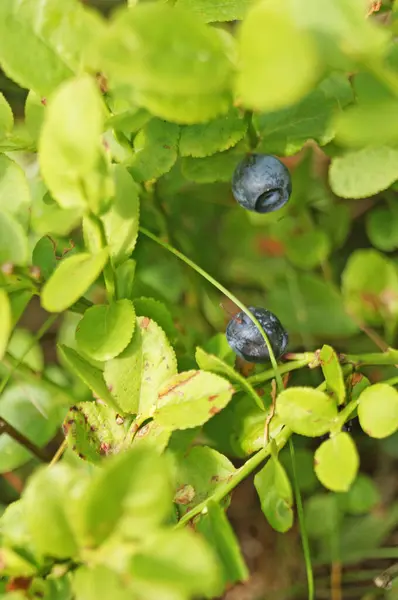 Blaubeerzweig Mit Saftigen Dunkelblauen Beeren Und Grünen Blättern Auf Einer — Stockfoto