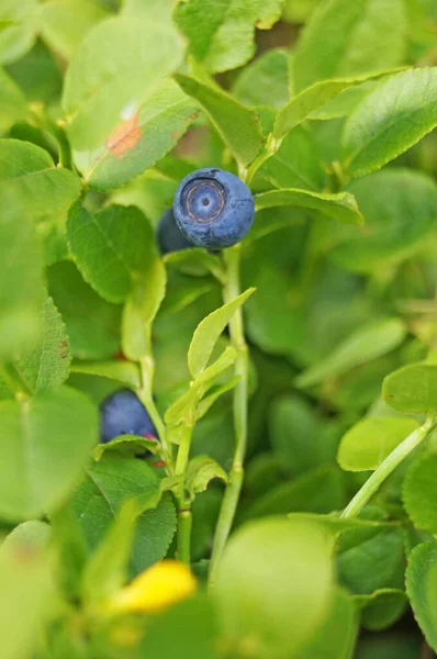 Blaubeerzweig Mit Saftigen Dunkelblauen Beeren Und Grünen Blättern Auf Einer — Stockfoto