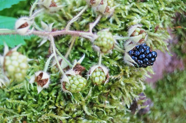 Brombeerzweig Mit Saftigen Schwarzen Beeren Und Grünen Blättern Auf Einer — Stockfoto