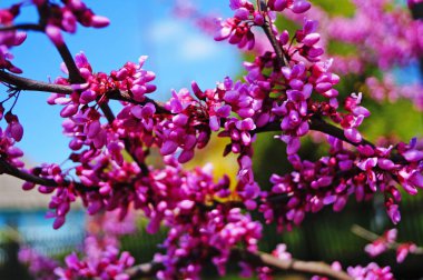 Mor çiçekli bir ağaç dalı ve mavi gökyüzüne karşı narin yapraklı tomurcuklar.